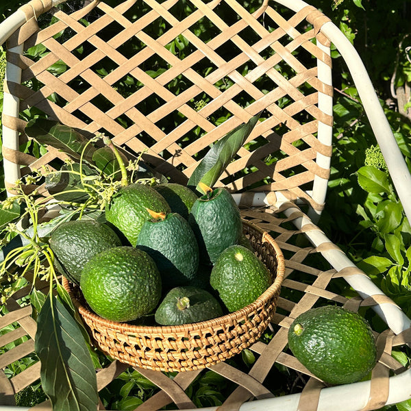 Large Avocado Candle