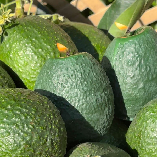 Large Avocado Candle